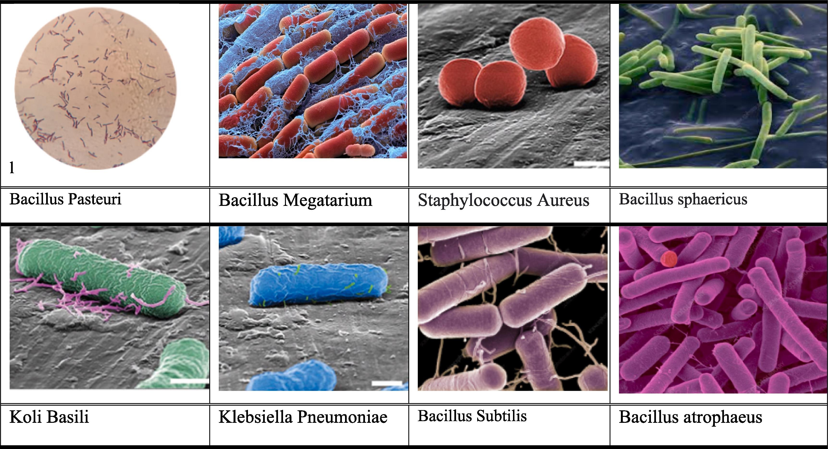 SEM Images of Different Types of Bacteria.