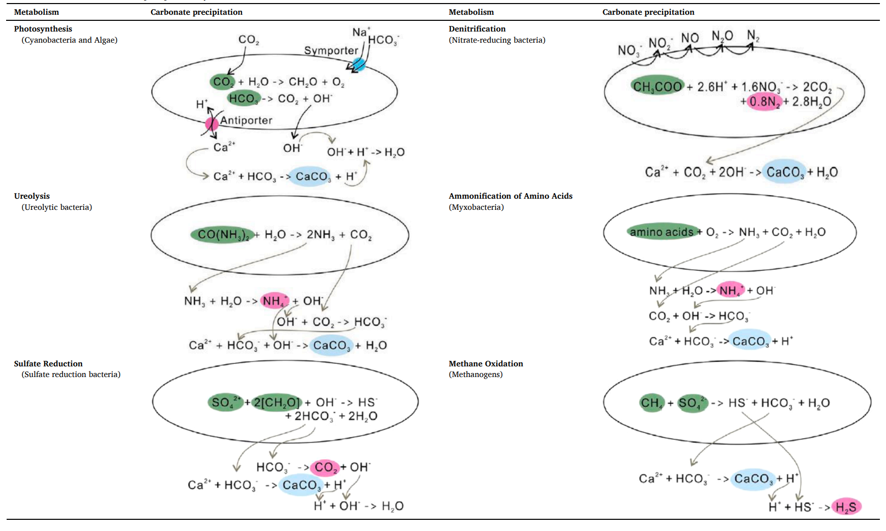 Metabolism of Calcium Carbonate Precipitation by Bacteria.